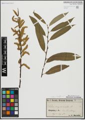 Foto von Salix alba L. x Salix fragilis L.